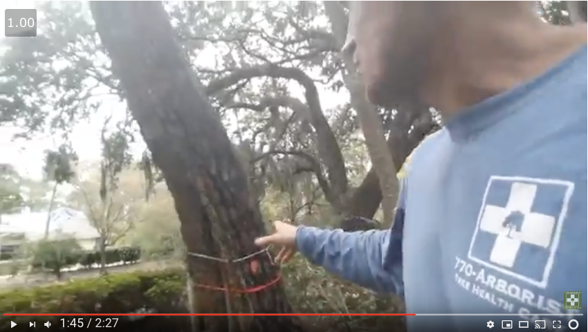 Which-tree-will-fall-first-during-a-storm-YouTube