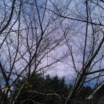 What are the Signs of a Sick Tree and How to Treat Them