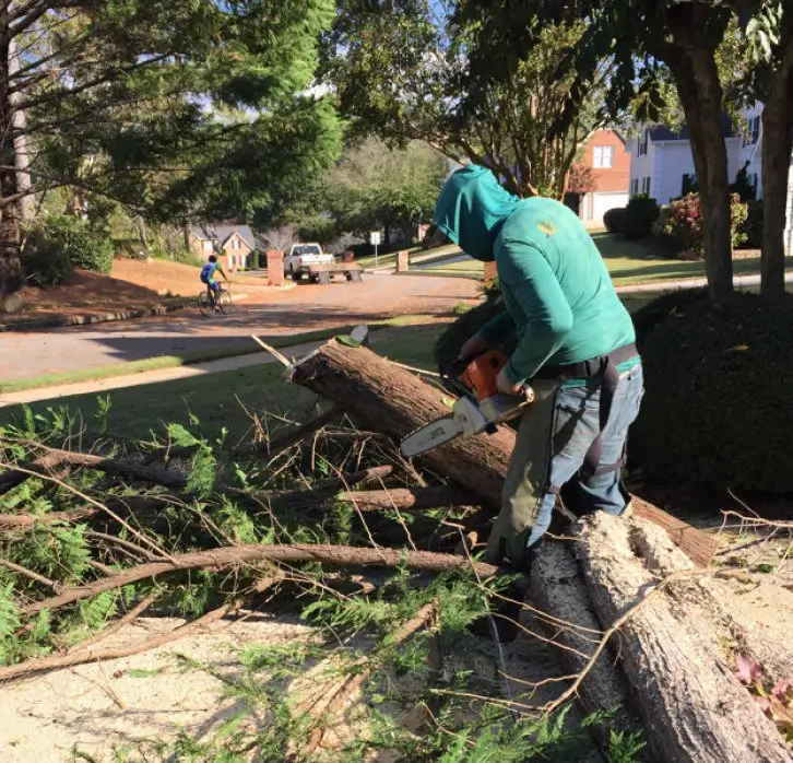 770 Arborist what clients say