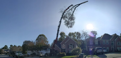 Tree service