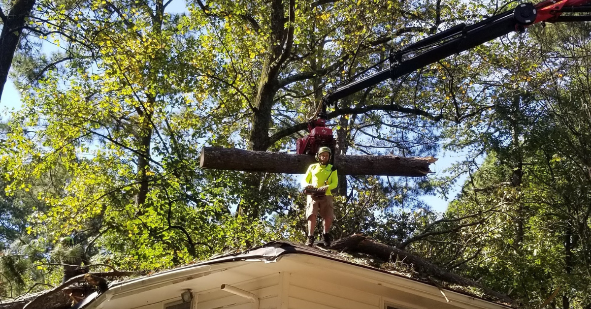 arborist near me in Atlanta & Canton GA